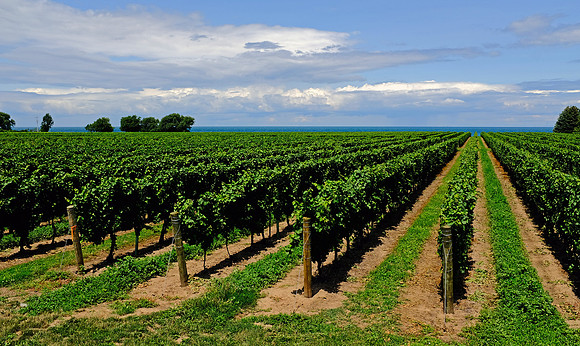 Konzelmann Estate winery, Niagara on the Lake, ON