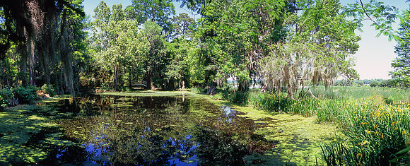 Magnolia Plantation daylilies, Charleston, SC