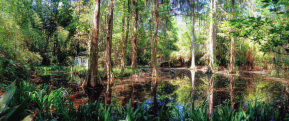Magnolia Plantation swamp, Charleston, SC