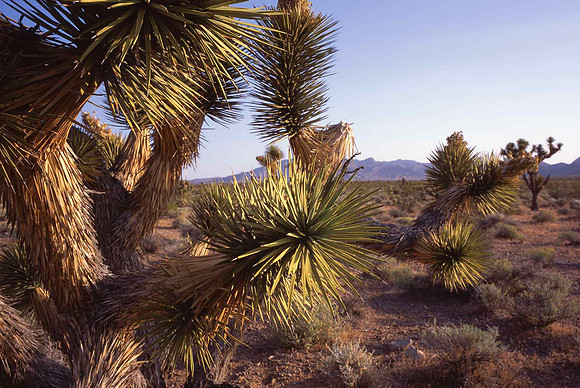 Joshua Trees near Littlefield, UT.