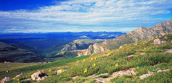 Wildflowers and Rocky Mountains, Mt. Evans, CO.