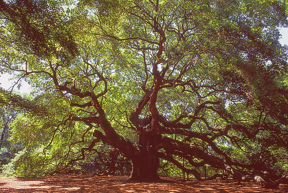Angel Oak Tree, Charleston, SC