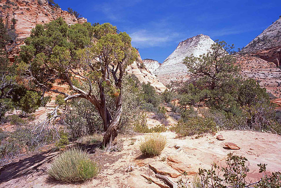 Zion National Park, UT.