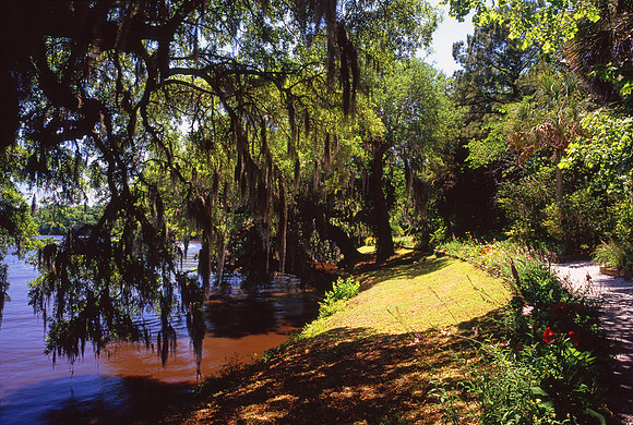Magnolia Plantation river walk, Charleston, SC