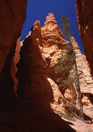 Queen's Garden Trail hoodoos, Bryce Canyon National Park, UT.